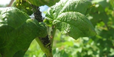 Listovi ribizle se uvijaju - kako obraditi ako se naboraju i požute - 8 razloga